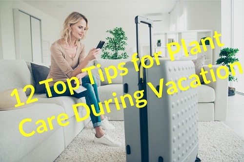 top tips for plant care during vacation