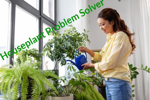houseplant problem solver