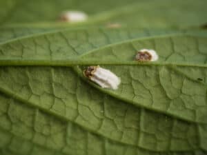 Types of pests on houseplants | thrips