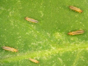 Types of pests on houseplants | thrips 