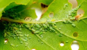 Types of pests on houseplants (Talha)