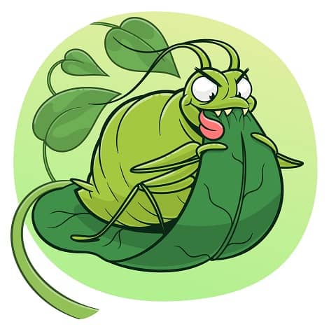 Types of Pests on Houseplants