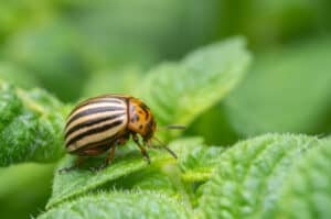 Types of pests on houseplants 
