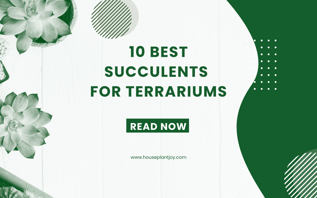 Unveiling The Top 10 Succulents For Terrariums