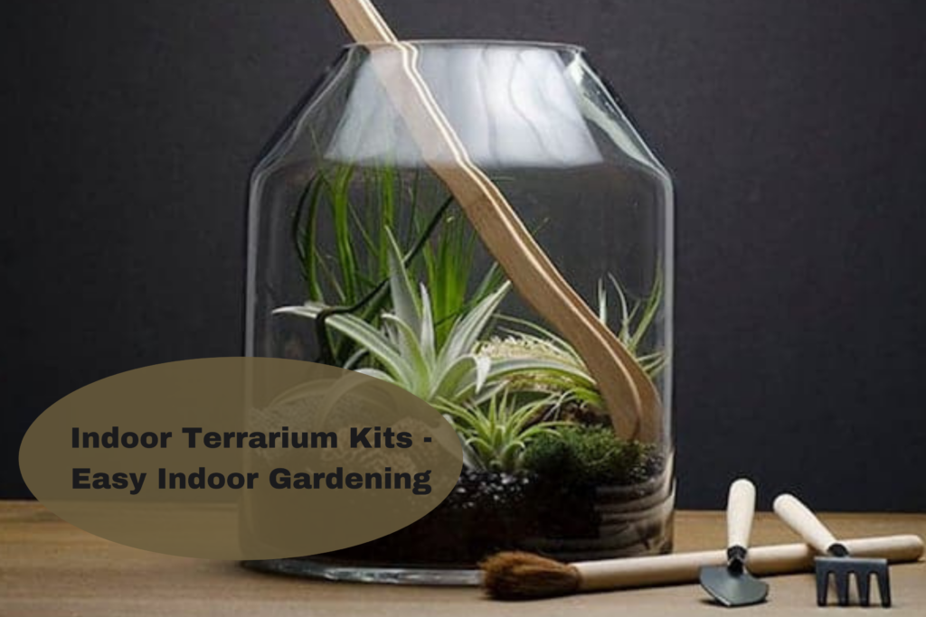 Indoor Terrarium Kits – Easy Indoor Gardening