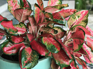 Red Chinese Evergreen plant need misting