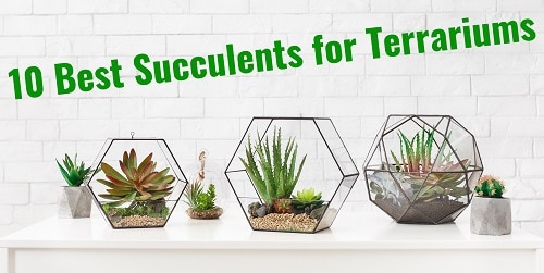 10 Best Succulents for Terrariums