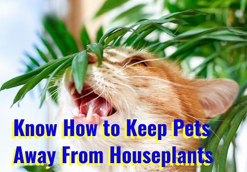 how to keep pets away from houseplants