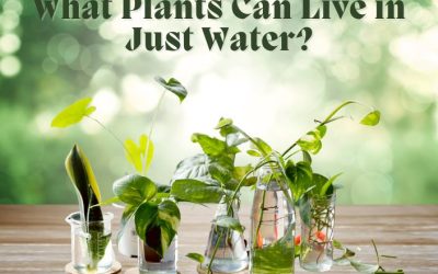 Title-What Plants Can Live in Just Water