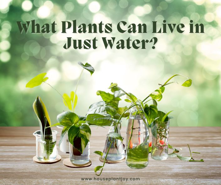 Title-What Plants Can Live in Just Water
