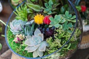are terrariums easy to care for
