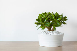 Jade plants promote growth, bring luck and prosperity into homes, and aid healing. Making it perfect as a terrarium for also being easy to care for. Jade plants for terrariums like humid conditions and bright, indirect sunlight. Having this makes a good addition to your interior design. Placing this jade plant on a gorgeous fishbowl terrarium makes it a perfect succulent. Remember that watering the jade plant terrarium is essential when topsoil feels dry. Never let it get too wet, neither too dry! Jade Plant Terrarium is popular because it thrives in low humidity and bright light. The desert is home to the jade plant, which has thick leaves and needs light and low humidity. Several varieties of Jade plants exist; avoid the large ones! Have this in your simple terrarium.