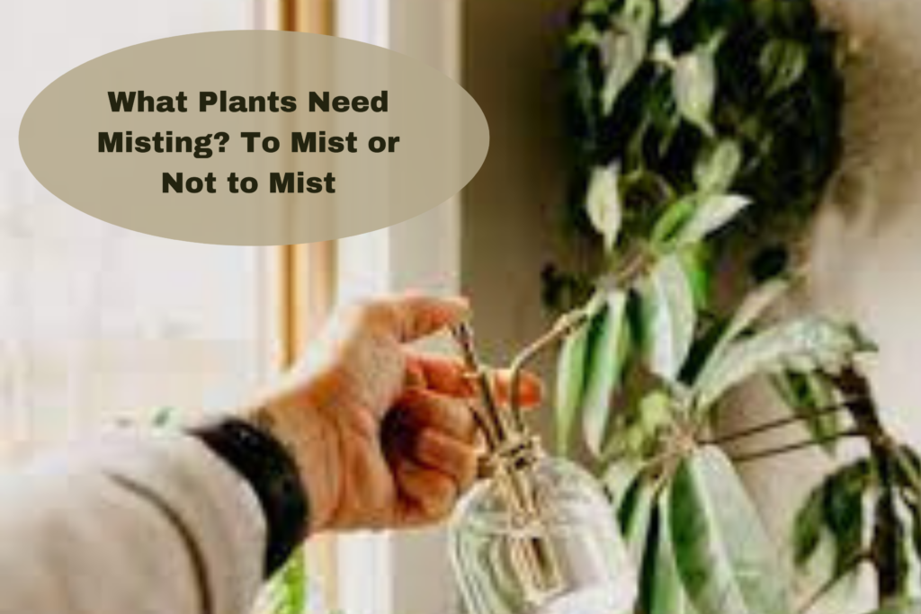 plants need misting