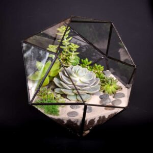 best succulents for terrariums