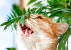 how to keep pets away from houseplants