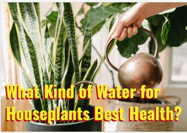 what kind of water for houseplants