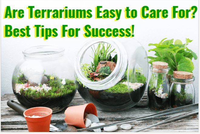 are terrariums easy to care for