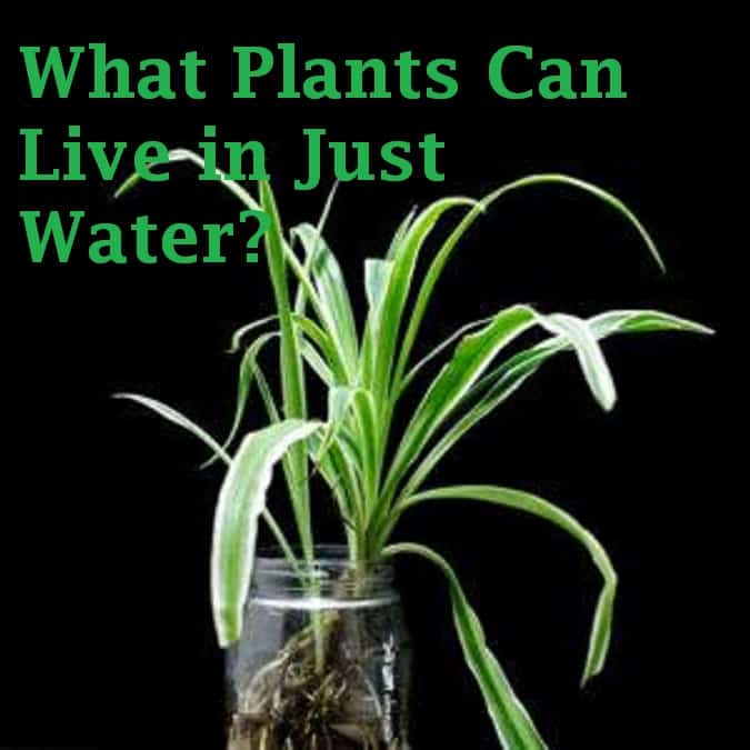 what plants can live in just water