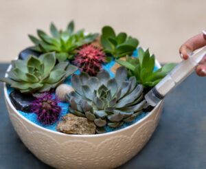 watering succulent terrarium
