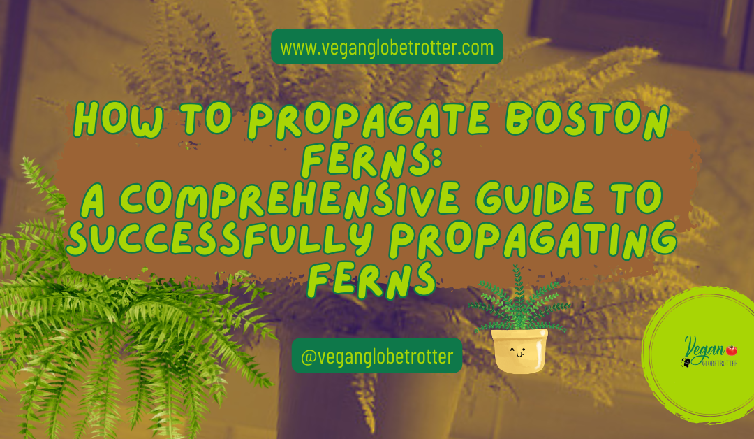 How to Propagate Boston Ferns in 2024: A Comprehensive Guide to Successfully Propagating Ferns