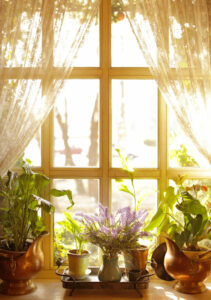 flowering houseplants at the window