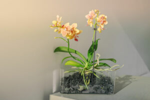 Orchids houseplant