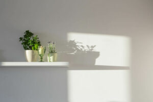 sunlight for houseplants