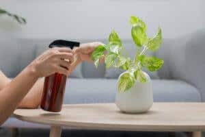 neem oil for houseplants