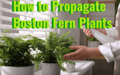 how to propagate boston fern plants