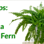 how to re-pot a boston fern