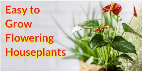 easy to grow flowering houseplants