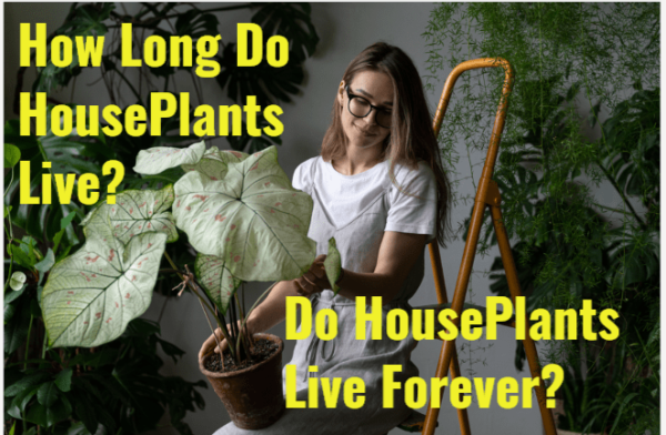 how long do houseplants live