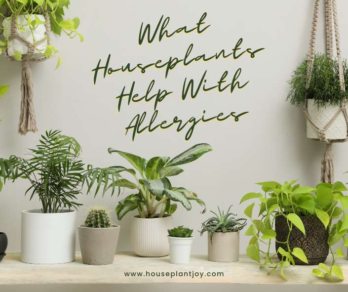 Title-What Houseplants Help With Allergies