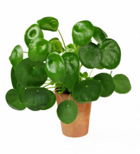 chinese money houseplant from cuttings