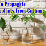how to propagate houseplants from cuttings