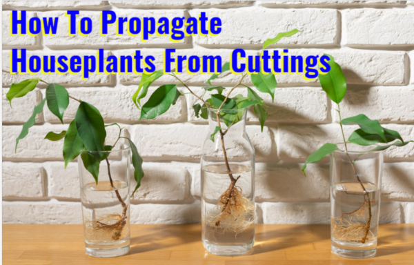 how to propagate houseplants from cuttings