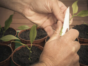 propagate from cuttings