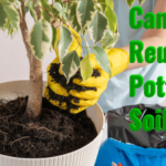 can i reuse potting soil