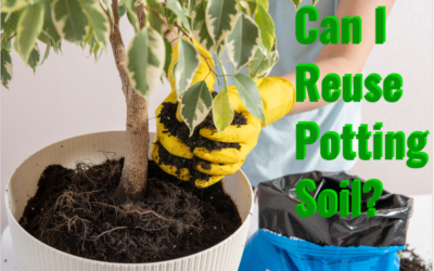 can i reuse potting soil
