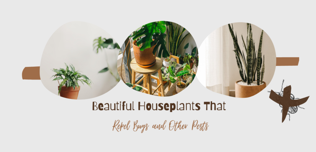 Beautiful Houseplants That Repel Bugs and Other Pests