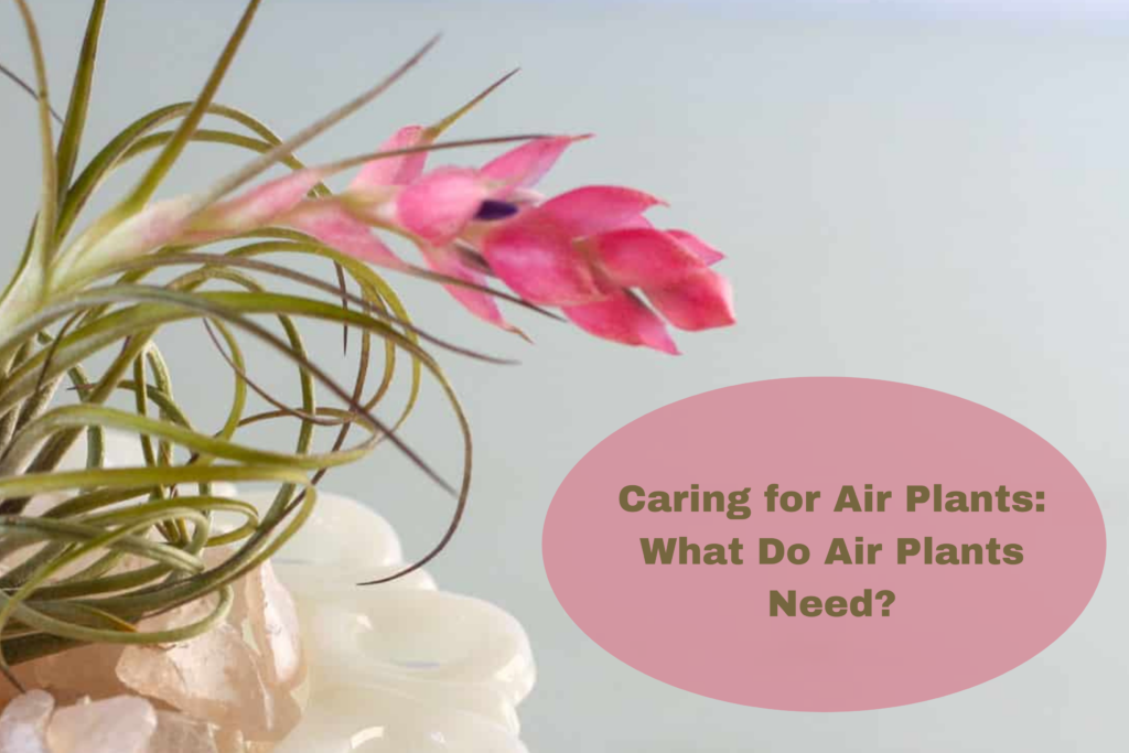 Caring for Air Plants: What Do Air Plants Need?