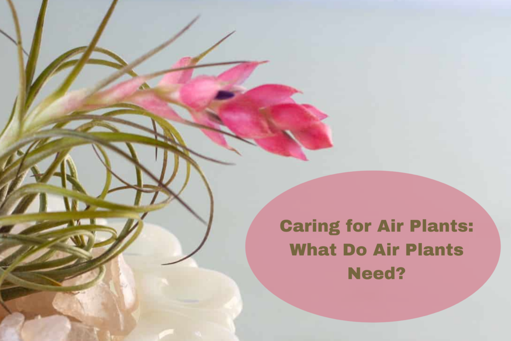 caring-for-air-plants-what-do-air-plants-need-houseplantjoy