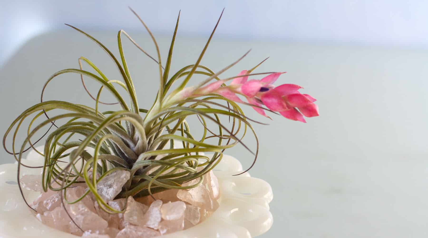 interesting air plant facts