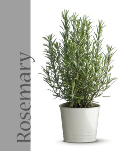 rosemary repelling plant