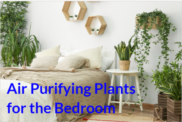 air purifying plants for the bedroom