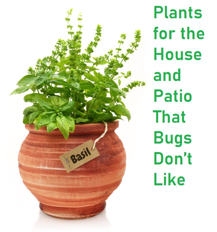 Plants for the House and Patio That Insects Don’t Like