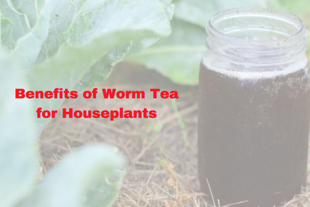 Benefits of Worm Tea for Houseplants