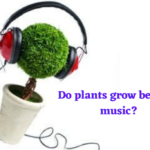 Do plants grow better to music?