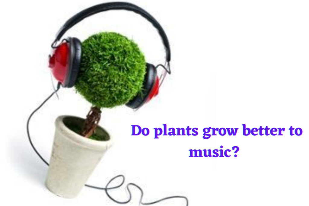 Do plants grow better to music?