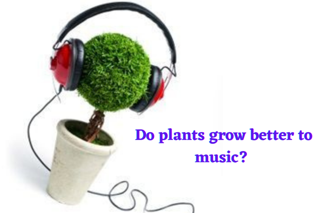 Do Plants Grow Better To Music HouseplantJoy